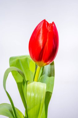 Büyük kırmızı Hollanda kaçış lale çiçeği Beyaz arka planda yakın