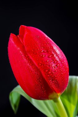 Büyük kırmızı Hollanda kaçış lale çiçeği siyah arkaplanı kapatın