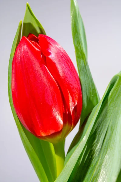 Velký Červený Holandský Uniknout Tulipán Květina Zavřít Bílém Pozadí — Stock fotografie