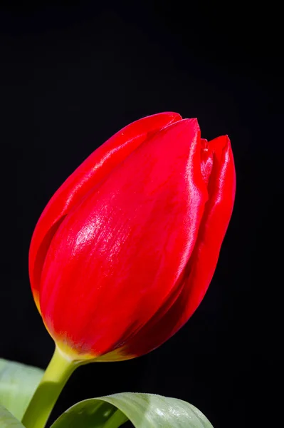 Grande Rosso Olandese Fuga Tulipano Fiore Vicino Sfondo Nero — Foto Stock