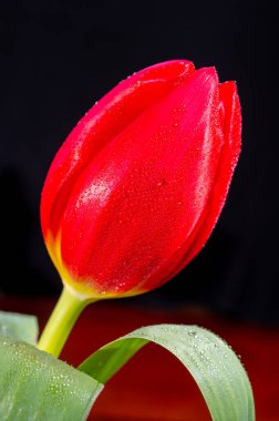 Büyük kırmızı Hollanda kaçış lale çiçeği siyah arkaplanı kapatın