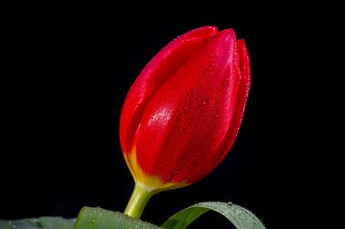 Büyük kırmızı Hollanda kaçış lale çiçeği siyah arkaplanı kapatın