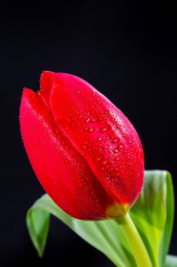 Büyük kırmızı Hollanda kaçış lale çiçeği siyah arkaplanı kapatın