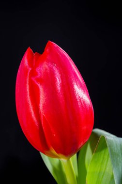 Büyük kırmızı Hollanda kaçış lale çiçeği siyah arkaplanı kapatın