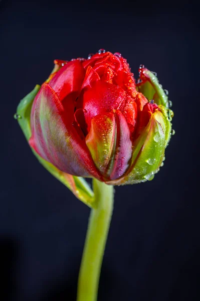 Duży Czerwony Podwójny Holenderski Kwiat Tulipan Kroplami Wody Zbliżyć Czarnym — Zdjęcie stockowe