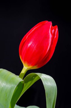 Büyük kırmızı Hollanda kaçış lale çiçeği siyah arkaplanı kapatın