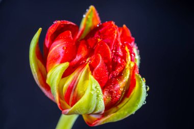 Büyük kırmızı, çift katlı lale çiçeği ve siyah arkaplan üzerine su damlaları.