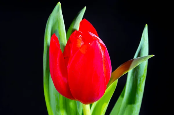 Grande Rosso Olandese Fuga Tulipano Fiore Vicino Sfondo Nero — Foto Stock