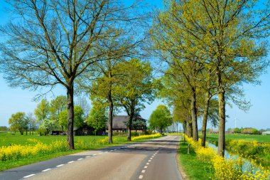 Bahar doğası, güneşli bir günde Hollanda, Gelderland, Betuwe 'de sarı kolza tohumu bitkileriyle doludur.