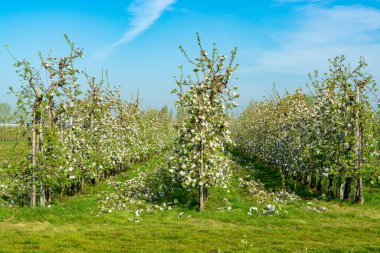 Bahar mevsiminde çiçek açan elma ağaçları güneşli bir günde tarım bahçelerinde sıralanır, Betuwe, Hollanda