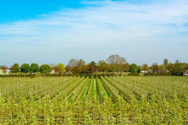 Çiçek açan erik, elma, kiraz, armut ağaçları, baharda tarım bahçelerinde, Varik, Betuwe, Hollanda