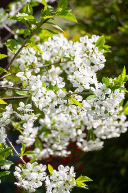 Nisan 'da kiraz ağacının bahar beyaz çiçeği
