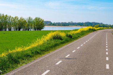 Bahar doğası, güneşli bir günde Hollanda, Gelderland, Betuwe 'de sarı kolza tohumu bitkileriyle doludur.