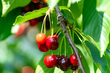 Hollanda 'da kiraz ağaçları fidanlığında yeni büyük koyu olgun kirazlar hasat edildi.