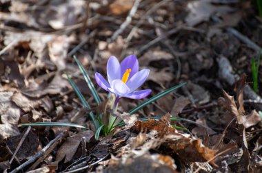 İlk bahar çiçekleri, ormandaki mor timsah çiçekleri.