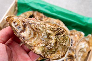 Marennes-Oleron 'un yeşil Fransız istiridyelerinden taze taze taze, çiğ Claire yiyerek, yakın plan.