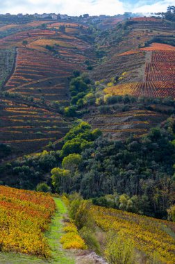 Portekiz 'deki Douro Vadisi' nde dünyanın en eski şarap bölgesinin renkli sonbahar manzarası, teraslı üzüm bağlarında yetişen farklı üzüm bağları, kırmızı, beyaz, yakut ve tawny porto şarabı üretimi.