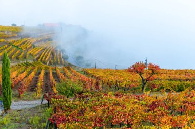 Portekiz 'deki Douro Vadisi' nde dünyanın en eski şarap bölgesinin renkli sonbahar manzarası, teraslı üzüm bağlarında yetişen farklı üzüm bağları, kırmızı, beyaz, yakut ve tawny porto şarabı üretimi.