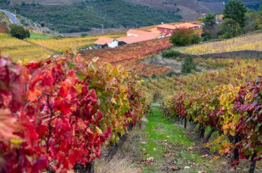 Portekiz 'deki Douro Vadisi' nde dünyanın en eski şarap bölgesinin renkli sonbahar manzarası, teraslı üzüm bağlarında yetişen farklı üzüm bağları, kırmızı, beyaz, yakut ve tawny porto şarabı üretimi.