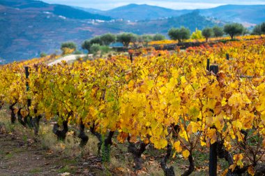 Portekiz 'deki Douro Vadisi' nde dünyanın en eski şarap bölgesinin renkli sonbahar manzarası, teraslı üzüm bağlarında yetişen farklı üzüm bağları, kırmızı, beyaz, yakut ve tawny porto şarabı üretimi.