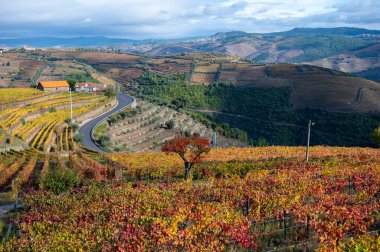 Portekiz 'deki Douro Vadisi' nde dünyanın en eski şarap bölgesinin renkli sonbahar manzarası, teraslı üzüm bağlarında yetişen farklı üzüm bağları, kırmızı, beyaz, yakut ve tawny porto şarabı üretimi.