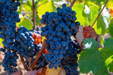 Fransa 'nın güneyindeki Cotes de Provence bölgesindeki üzüm bağlarında toplanmaya hazır gül ya da kırmızı şarap yapımında kullanılan olgun siyah ya da mavi Syrah üzümleri.