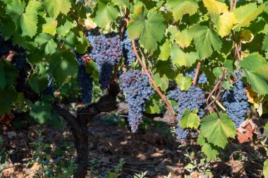 Fransa 'nın güneyindeki Cotes de Provence bölgesindeki üzüm bağlarında toplanmaya hazır gül ya da kırmızı şarap yapımında kullanılan olgun siyah ya da mavi Syrah üzümleri.