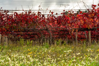 Portekiz 'in en eski şarap bölgesi olan Douro Vadisi' nde, hasat sonrası üzüm bağlarında yetişen çeşitli kırmızı üzümler, kırmızı, beyaz ve porto şarabı üretimi.
