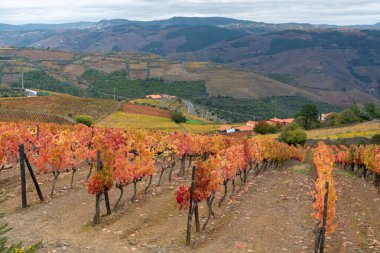 Portekiz 'deki Douro Vadisi' nde dünyanın en eski şarap bölgesinin renkli sonbahar manzarası, teraslı üzüm bağlarında yetişen farklı üzüm bağları, kırmızı, beyaz, yakut ve tawny porto şarabı üretimi.