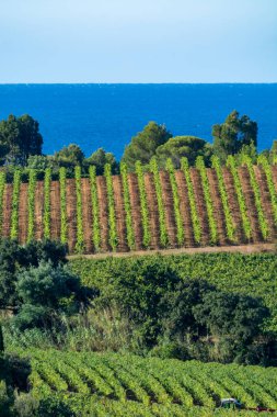 Rows of ripe wine grapes plants on vineyards in Cotes  de Provence with blue sea near Saint-Tropez, region Provence, Saint-Tropez, south of France, rose wine making in France clipart
