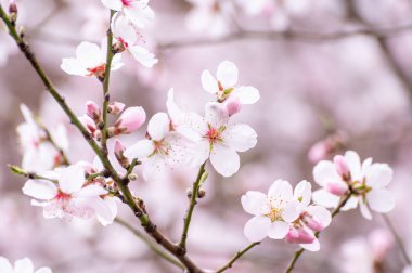 Japonya 'da bahar çiçekleri pembe kiraz ağacı