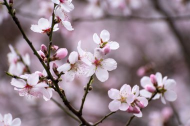 Japonya 'da bahar çiçekleri pembe kiraz ağacı