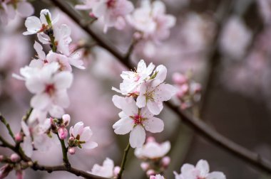 Japonya 'da bahar çiçekleri pembe kiraz ağacı