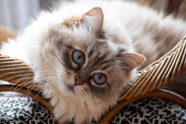 Güzel beyaz Sibirya kedisi Nevskaya Maskeli Balosu. Sandalyede dinleniyor.