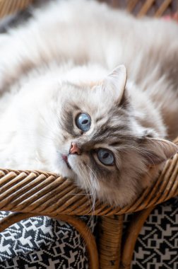 Güzel beyaz Sibirya kedisi Nevskaya Maskeli Balosu. Sandalyede dinleniyor.