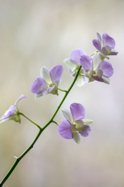 Renkli tropikal dekoratif orkidelerin çiçekleri kapanıyor