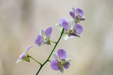 Renkli tropikal dekoratif orkidelerin çiçekleri kapanıyor
