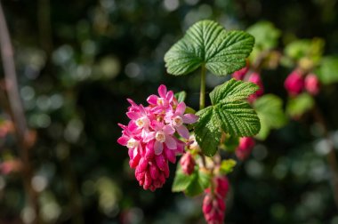 Pembe Ribes çiçekleri sanguinyum çiçekleri, çiçek açan frenk üzümü, kırmızı frenk üzümü bitkisi.