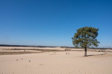 Hollanda ulusal parkında yürüyüş yolları Loonse en Drunense sarı kumlu kum tepeleri, çam ağacı ormanı ve kurumuş çöl bitkileri, doğa arka planı