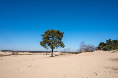 Hollanda ulusal parkında yürüyüş yolları Loonse en Drunense sarı kumlu kum tepeleri, çam ağacı ormanı ve kurumuş çöl bitkileri, doğa arka planı