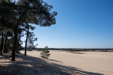Hollanda ulusal parkında yürüyüş yolları Loonse en Drunense sarı kumlu kum tepeleri, çam ağacı ormanı ve kurumuş çöl bitkileri, doğa arka planı