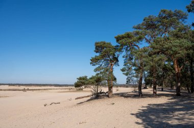 Hollanda ulusal parkında yürüyüş yolları Loonse en Drunense sarı kumlu kum tepeleri, çam ağacı ormanı ve kurumuş çöl bitkileri, doğa arka planı