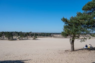 Hollanda ulusal parkında yürüyüş yolları Loonse en Drunense sarı kumlu kum tepeleri, çam ağacı ormanı ve kurumuş çöl bitkileri, doğa arka planı