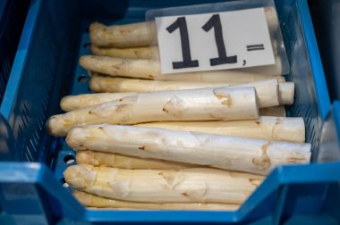 Kuzey Brabant 'taki çiftlikte satılık ilk Hollanda beyaz kuşkonmazı.