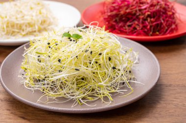 Sağlıklı yiyecekler, taze filizler kırmızı pancar, yonca, pırasa tüketime hazır.