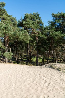 Hollanda ulusal parkında yürüyüş yolları Loonse en Drunense sarı kumlu kum tepeleri, çam ağacı ormanı ve kurumuş çöl bitkileri, doğa arka planı