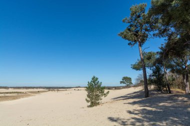 Hollanda ulusal parkında yürüyüş yolları Loonse en Drunense sarı kumlu kum tepeleri, çam ağacı ormanı ve kurumuş çöl bitkileri, doğa arka planı