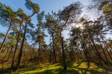 Hollanda ulusal parkında yürüyüş yolları Loonse en Drunense sarı kumlu kum tepeleri, çam ağacı ormanı ve kurumuş çöl bitkileri, doğa arka planı