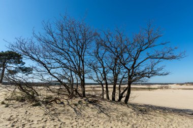 Hollanda ulusal parkında yürüyüş yolları Loonse en Drunense sarı kumlu kum tepeleri, çam ağacı ormanı ve kurumuş çöl bitkileri, doğa arka planı