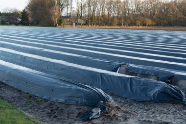 Kuzey Brabant 'ta tarım, Hollanda' da beyaz kuşkonmaz sebzeleri yetiştirmek için siyah plastik film ile kaplı bahar tarlaları